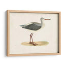 Morris Sandpiper I - Morris | Cuadro decorativo de Canvas Lab