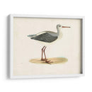 Morris Sandpiper I - Morris | Cuadro decorativo de Canvas Lab