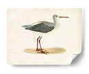 Morris Sandpiper I - Morris | Cuadro decorativo de Canvas Lab