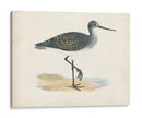 Morris Sandpiper Iii - Morris | Cuadro decorativo de Canvas Lab