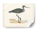 Morris Sandpiper Iii - Morris | Cuadro decorativo de Canvas Lab