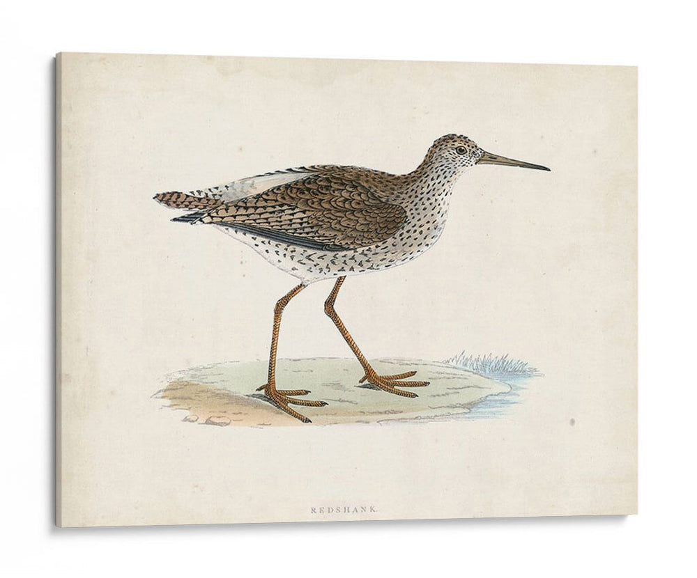 Morris Sandpiper V - Morris | Cuadro decorativo de Canvas Lab