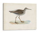 Morris Sandpiper V - Morris | Cuadro decorativo de Canvas Lab