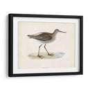 Morris Sandpiper V - Morris | Cuadro decorativo de Canvas Lab