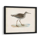 Morris Sandpiper V - Morris | Cuadro decorativo de Canvas Lab