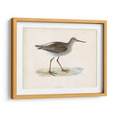 Morris Sandpiper V - Morris | Cuadro decorativo de Canvas Lab
