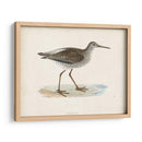 Morris Sandpiper V - Morris | Cuadro decorativo de Canvas Lab