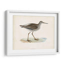 Morris Sandpiper V - Morris | Cuadro decorativo de Canvas Lab