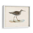 Morris Sandpiper V - Morris | Cuadro decorativo de Canvas Lab