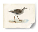 Morris Sandpiper V - Morris | Cuadro decorativo de Canvas Lab