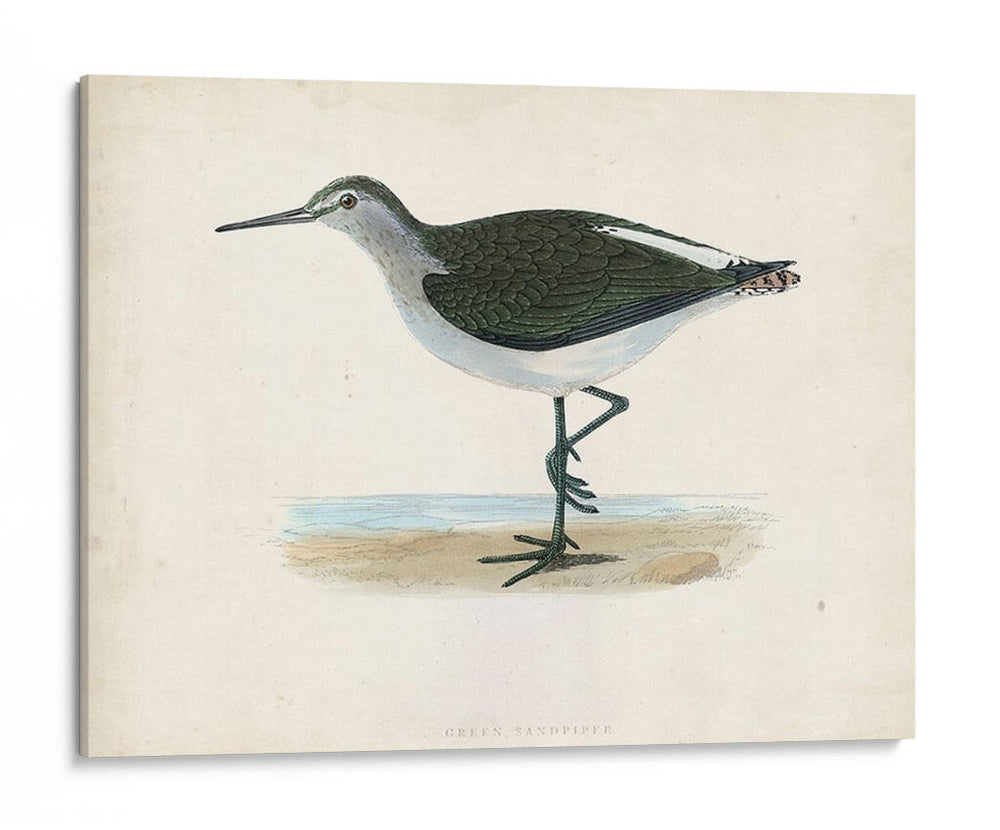 Morris Sandpiper Vi - Morris | Cuadro decorativo de Canvas Lab