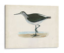 Morris Sandpiper Vi - Morris | Cuadro decorativo de Canvas Lab