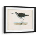 Morris Sandpiper Vi - Morris | Cuadro decorativo de Canvas Lab