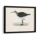 Morris Sandpiper Vi - Morris | Cuadro decorativo de Canvas Lab