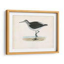 Morris Sandpiper Vi - Morris | Cuadro decorativo de Canvas Lab
