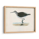 Morris Sandpiper Vi - Morris | Cuadro decorativo de Canvas Lab