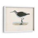 Morris Sandpiper Vi - Morris | Cuadro decorativo de Canvas Lab