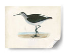 Morris Sandpiper Vi - Morris | Cuadro decorativo de Canvas Lab