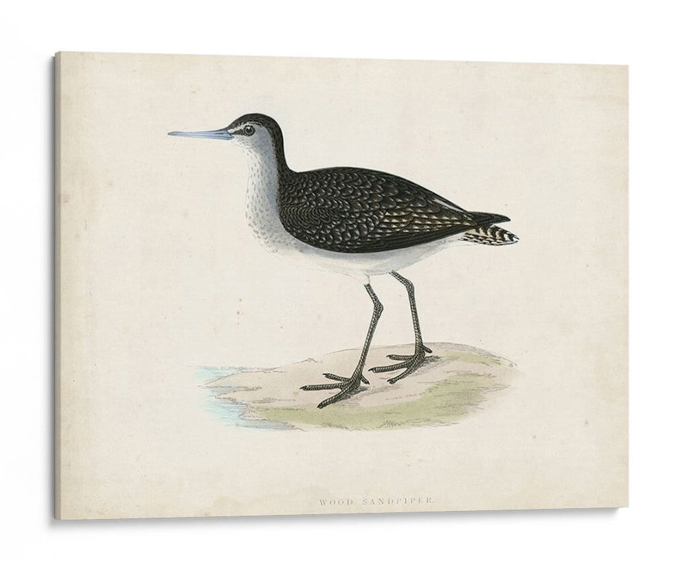 Morris Sandpiper Viii - Morris | Cuadro decorativo de Canvas Lab