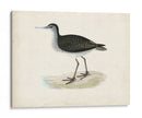 Morris Sandpiper Viii - Morris | Cuadro decorativo de Canvas Lab