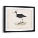 Morris Sandpiper Viii - Morris | Cuadro decorativo de Canvas Lab