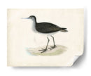 Morris Sandpiper Viii - Morris | Cuadro decorativo de Canvas Lab