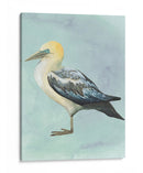 Acuarela Playa Pájaro Iii - Grace Popp | Cuadro decorativo de Canvas Lab