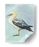 Acuarela Playa Pájaro Iii - Grace Popp | Cuadro decorativo de Canvas Lab