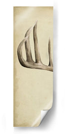 Tríptico Whitetail I - Grace Popp | Cuadro decorativo de Canvas Lab