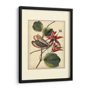 Dragonflies Petite Iii - Vision Studio | Cuadro decorativo de Canvas Lab