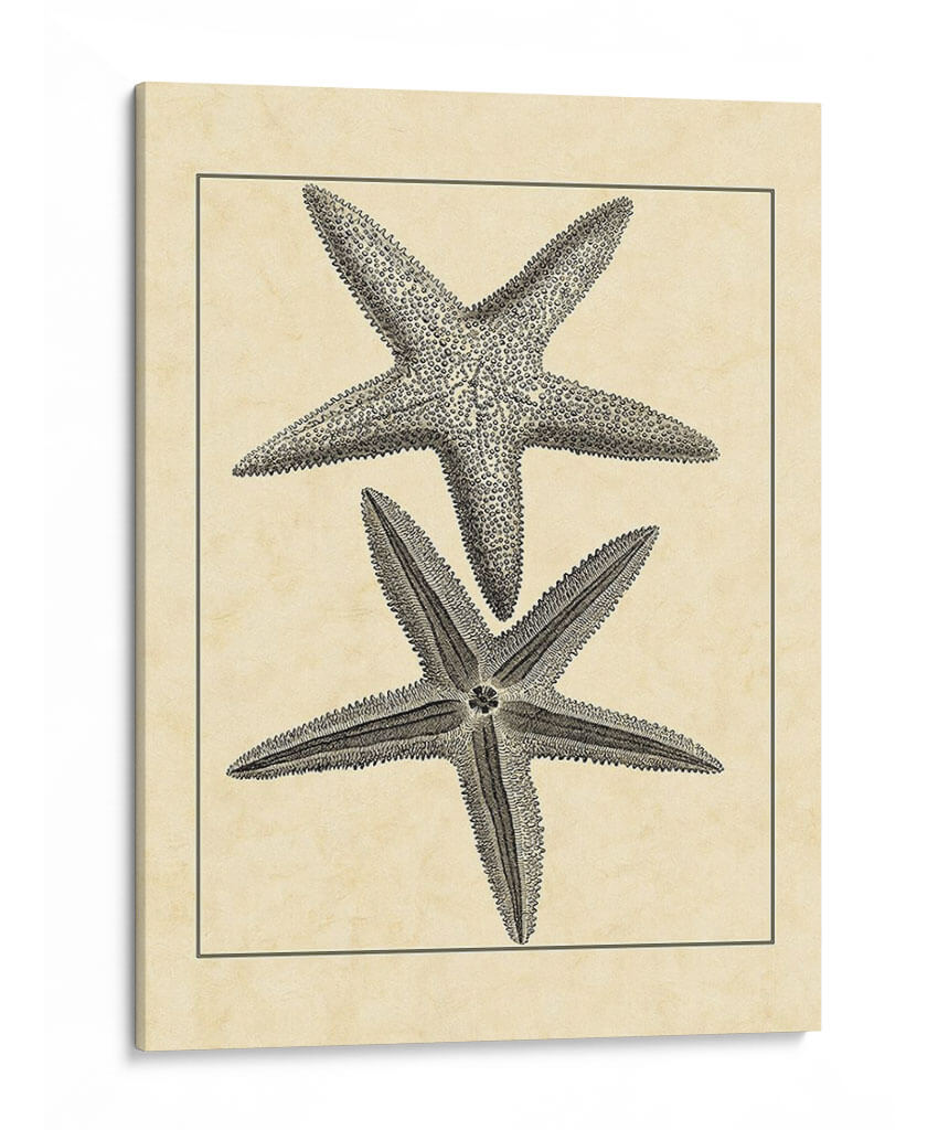Antiqueanddeckle Vintage Starfish I - Vision Studio | Cuadro decorativo de Canvas Lab