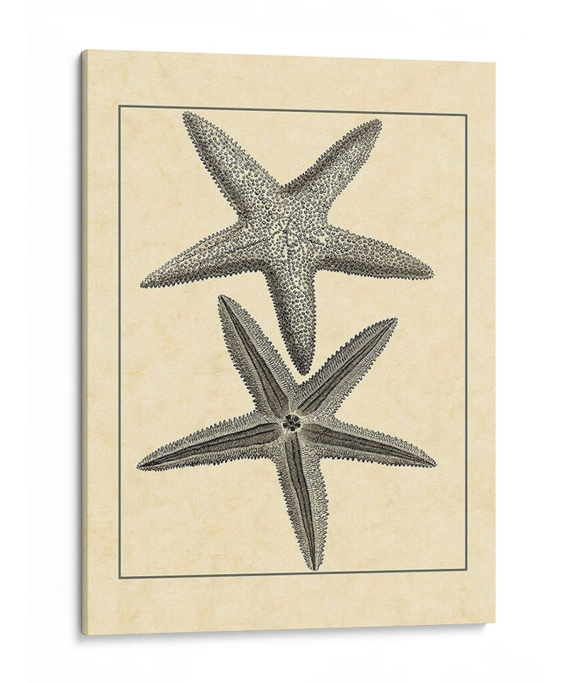 Antiqueanddeckle Vintage Starfish I - Vision Studio | Cuadro decorativo de Canvas Lab