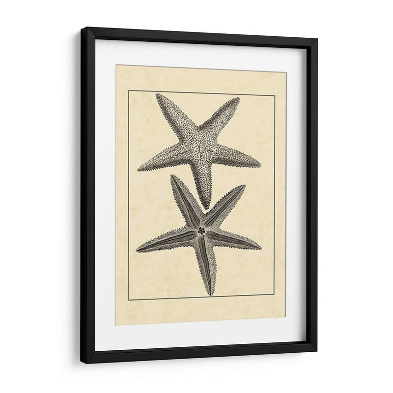 Antiqueanddeckle Vintage Starfish I - Vision Studio | Cuadro decorativo de Canvas Lab