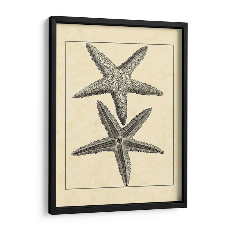 Antiqueanddeckle Vintage Starfish I - Vision Studio | Cuadro decorativo de Canvas Lab