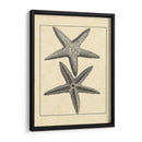 Antiqueanddeckle Vintage Starfish I - Vision Studio | Cuadro decorativo de Canvas Lab