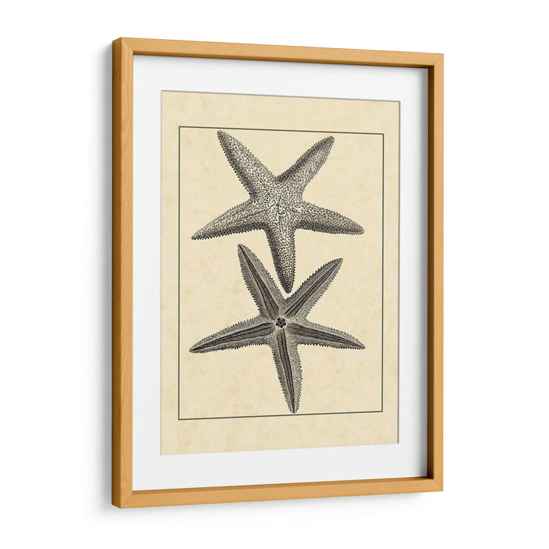 Antiqueanddeckle Vintage Starfish I - Vision Studio | Cuadro decorativo de Canvas Lab