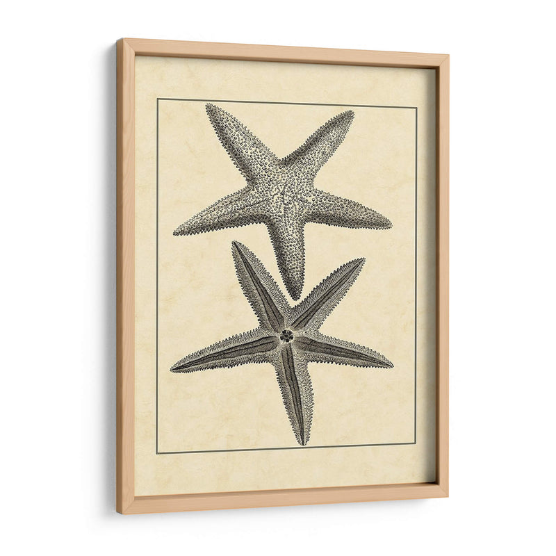 Antiqueanddeckle Vintage Starfish I - Vision Studio | Cuadro decorativo de Canvas Lab