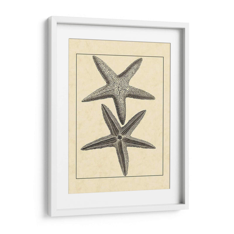 Antiqueanddeckle Vintage Starfish I - Vision Studio | Cuadro decorativo de Canvas Lab