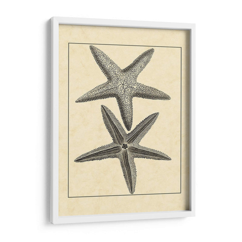 Antiqueanddeckle Vintage Starfish I - Vision Studio | Cuadro decorativo de Canvas Lab