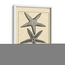 Antiqueanddeckle Vintage Starfish I - Vision Studio | Cuadro decorativo de Canvas Lab