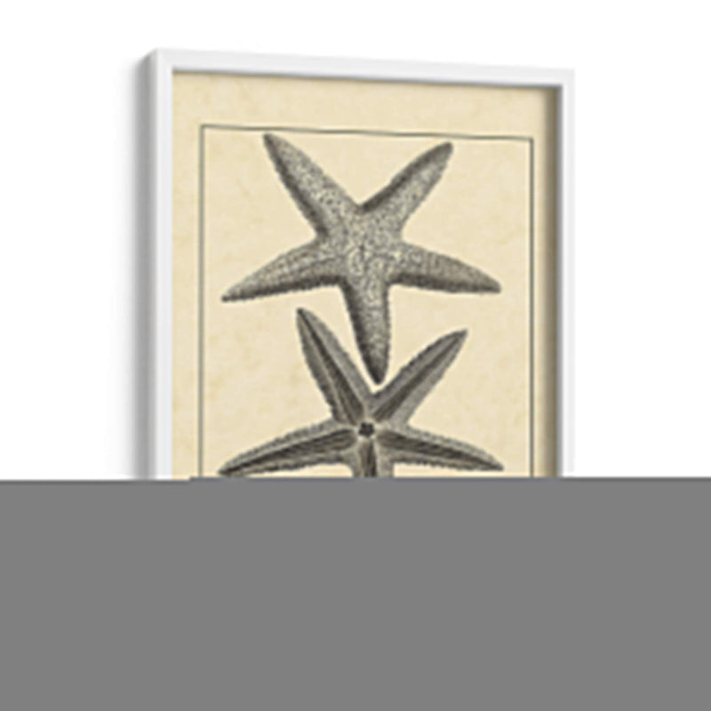 Antiqueanddeckle Vintage Starfish I - Vision Studio | Cuadro decorativo de Canvas Lab