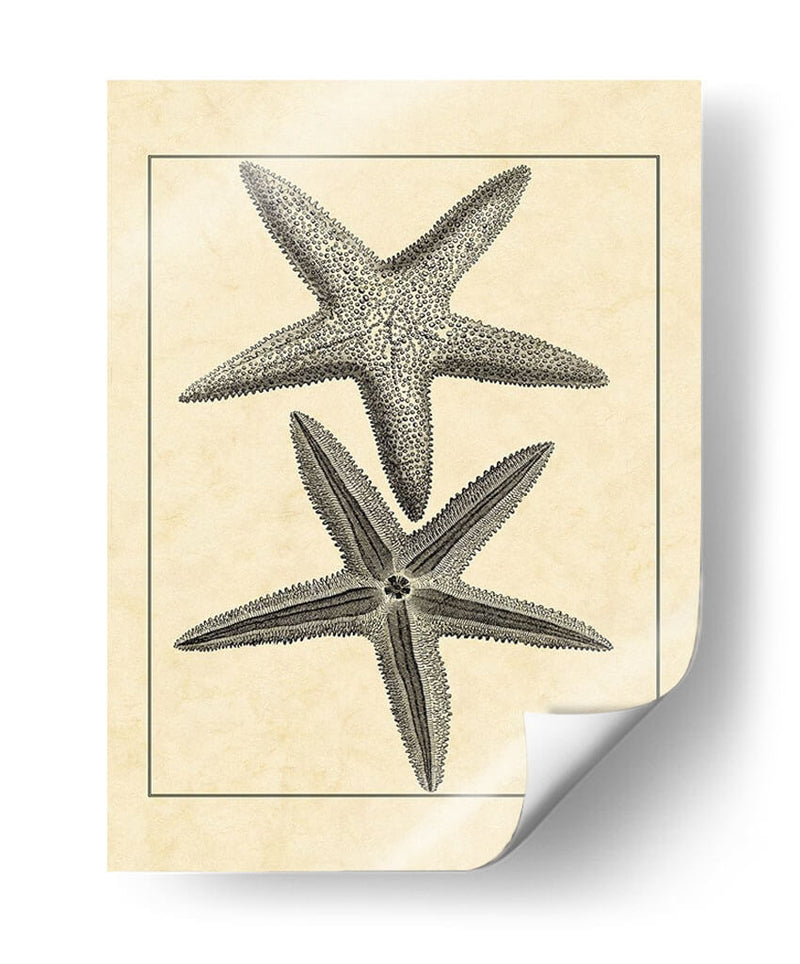 Antiqueanddeckle Vintage Starfish I - Vision Studio | Cuadro decorativo de Canvas Lab