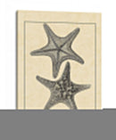 Antiqueanddeckle Vintage Starfish Ii - Vision Studio | Cuadro decorativo de Canvas Lab