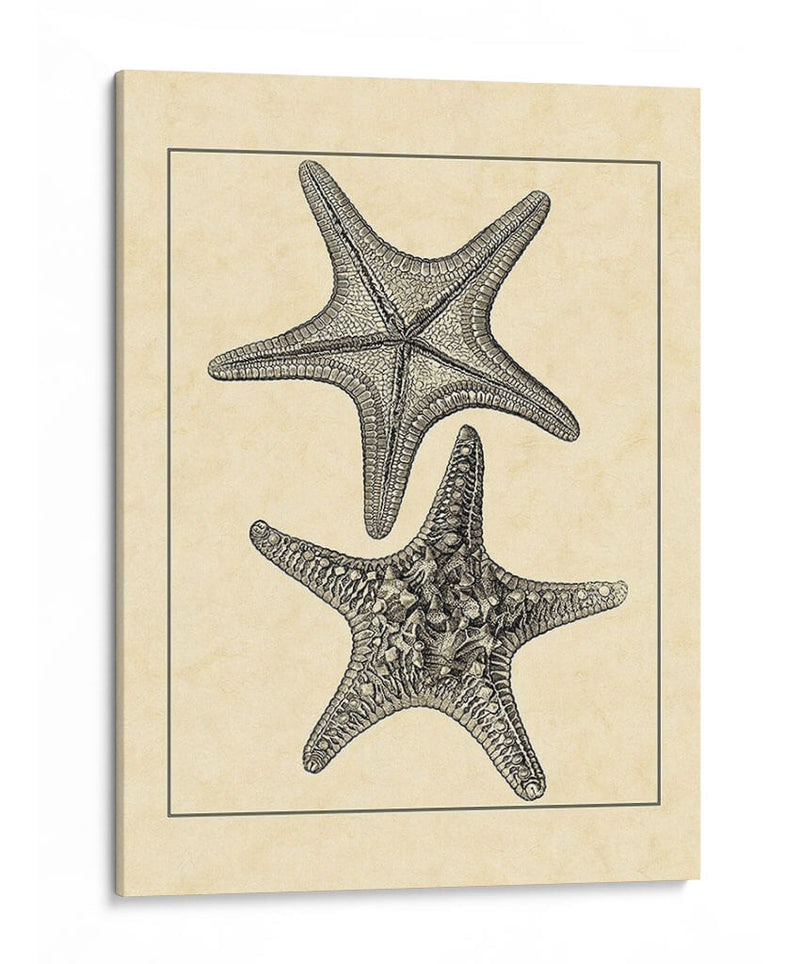 Antiqueanddeckle Vintage Starfish Ii - Vision Studio | Cuadro decorativo de Canvas Lab