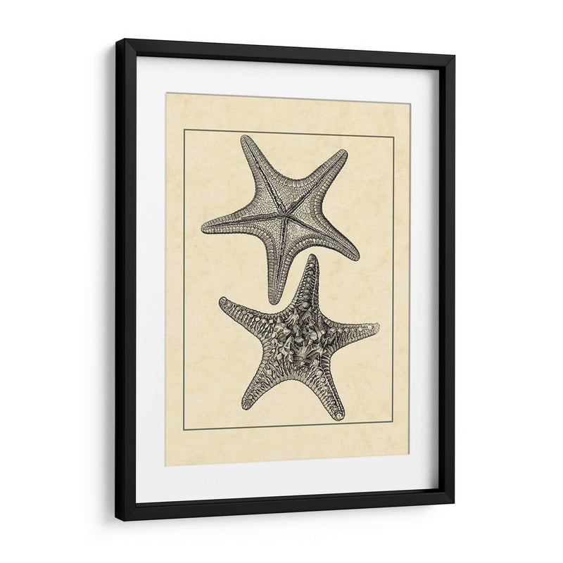 Antiqueanddeckle Vintage Starfish Ii - Vision Studio | Cuadro decorativo de Canvas Lab