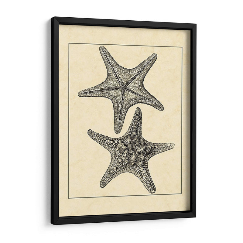 Antiqueanddeckle Vintage Starfish Ii - Vision Studio | Cuadro decorativo de Canvas Lab