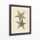 Antiqueanddeckle Vintage Starfish Ii - Vision Studio | Cuadro decorativo de Canvas Lab