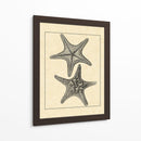 Antiqueanddeckle Vintage Starfish Ii - Vision Studio | Cuadro decorativo de Canvas Lab