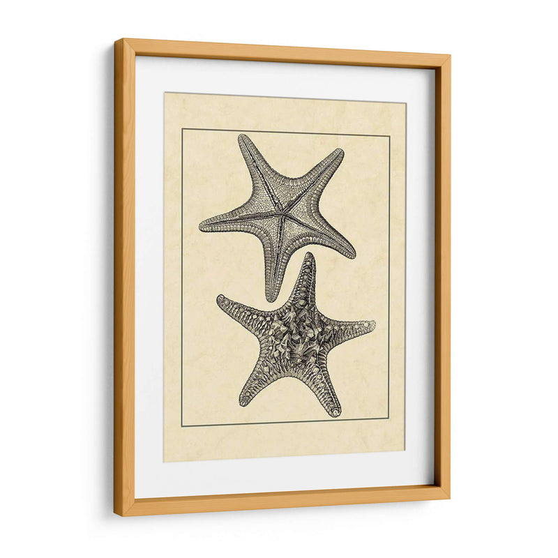 Antiqueanddeckle Vintage Starfish Ii - Vision Studio | Cuadro decorativo de Canvas Lab