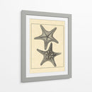Antiqueanddeckle Vintage Starfish Ii - Vision Studio | Cuadro decorativo de Canvas Lab